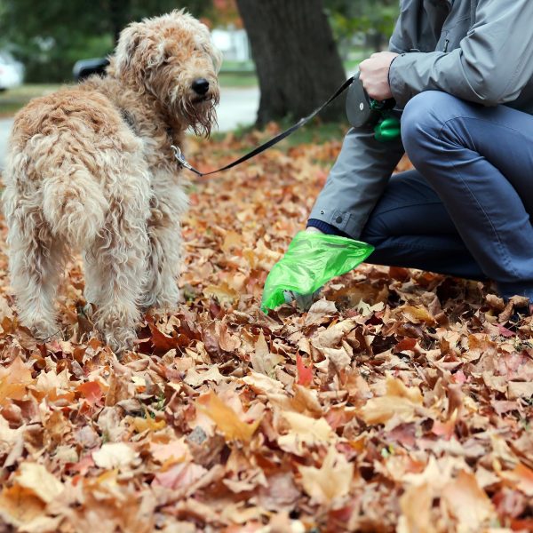 Ledorr 240 pcs Dog Poop Bags Natural Degradation - Image 4